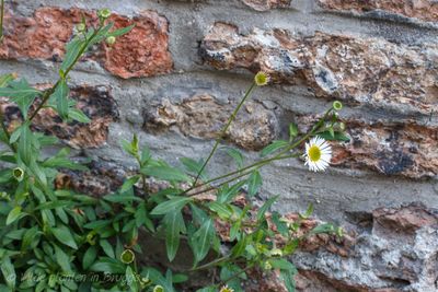 muurfijnstraal--erigeron-karvinskianus-1_33155700203_o.jpg