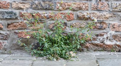 muurfijnstraal--erigeron-karvinskianus-2_33969061485_o.jpg