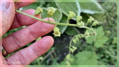 Franjekelk - Tellima grandiflora
