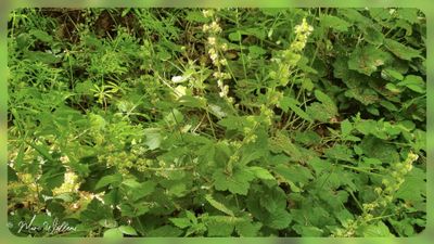 Franjekelk - Tellima grandiflora