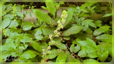 Franjekelk - Tellima grandiflora