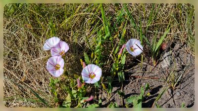 akkerwinde (Convolvulus arvensis)
