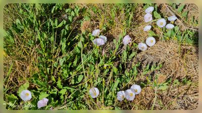 akkerwinde (Convolvulus arvensis)