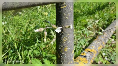 avondkoekoeksbloem (Silene latifolia)