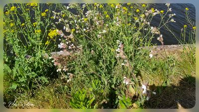 avondkoekoeksbloem (Silene latifolia)