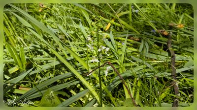 BERGNACHTORCHIS (PLATANTHERA CHLORANTHA)