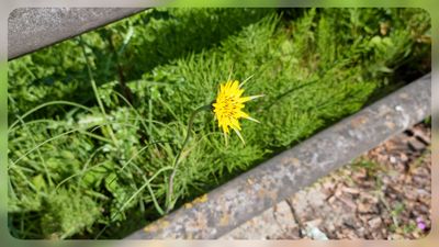 Gele morgenster - Tragopogon pratensis