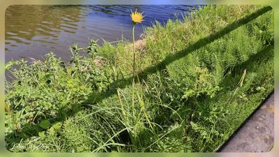 Gele morgenster -Tragopogon pratensis