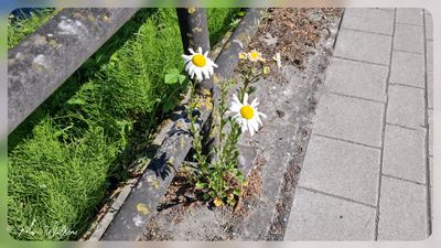 gewone margriet (Leucanthemum vulgare)