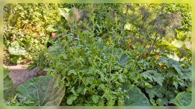 gewone raket (Sisymbrium officinale)