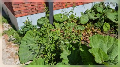 gewone raket (Sisymbrium officinale)