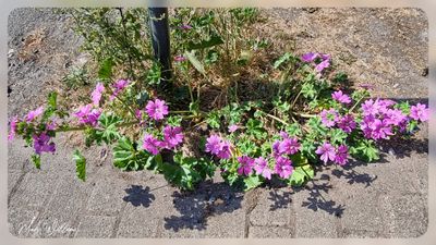 groot kaasjeskruid (Malva sylvestris)