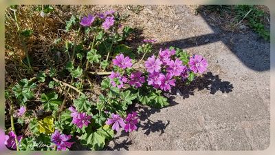 groot kaasjeskruid (Malva sylvestris)