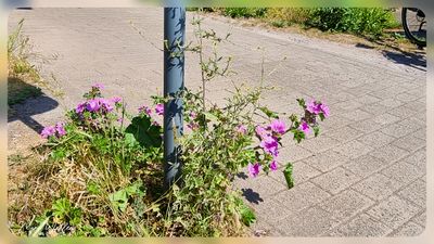 groot kaasjeskruid (Malva sylvestris)