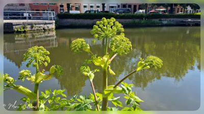 grote engelwortel (Angelica archangelica)