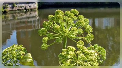 grote engelwortel (Angelica archangelica)