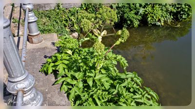 grote engelwortel (Angelica archangelica)