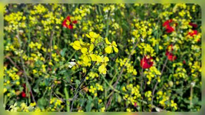 Knopherik (Raphanus raphanistrum)