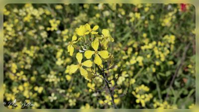 Knopherik (Raphanus raphanistrum)