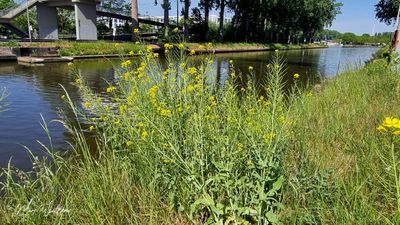 Raapzaad (Brassica rapa subsp. oleifera)