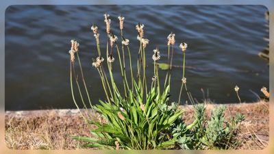Smalle weegbree (Plantago lanceolata)