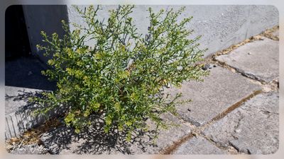 Steenkruidkers (Lepidium ruderale)