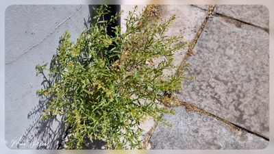 Steenkruidkers (Lepidium ruderale)