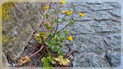 behaarde boterbloem (Ranunculus sardous Crantz)