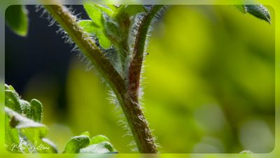 behaarde boterbloem (Ranunculus sardous Crantz)