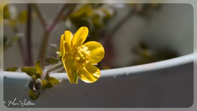 behaarde boterbloem (Ranunculus sardous Crantz)