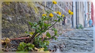 behaarde boterbloem (Ranunculus sardous Crantz)