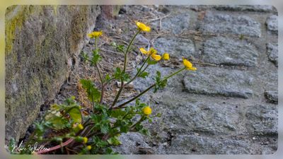 behaarde boterbloem (Ranunculus sardous Crantz)