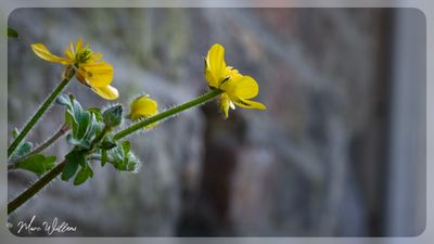 behaarde boterbloem (Ranunculus sardous Crantz)