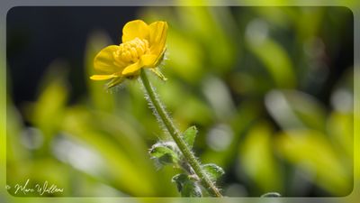 behaarde boterbloem (Ranunculus sardous Crantz)