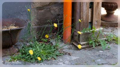 Gewoon biggenkruid (Hypochaeris radicata)
