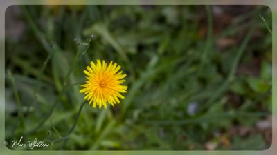 Gewoon biggenkruid (Hypochaeris radicata)