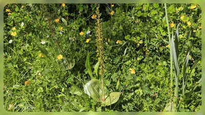 grote keverorchis (Neottia ovata, synoniem- Listera ovata)