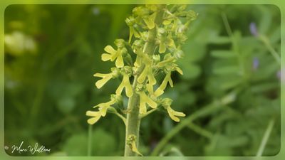 Grote keverorchis - Neottia ovata
