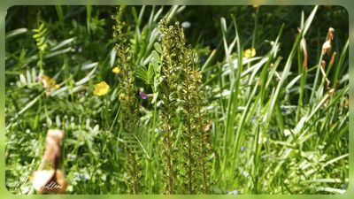 Grote keverorchis - Neottia ovata