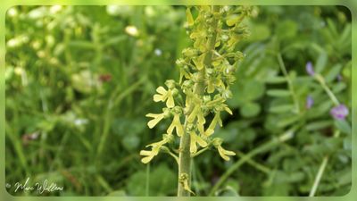 Grote keverorchis - Neottia ovata
