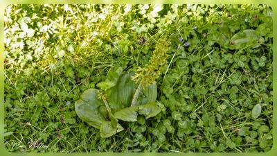 Grote keverorchis - Neottia ovata
