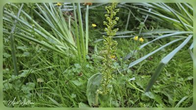 Grote keverorchis