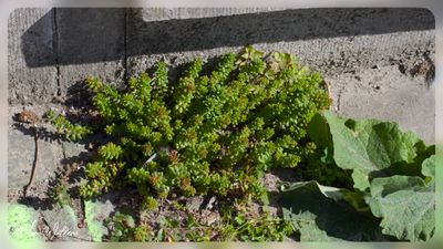 wit vetkruid (Sedum album)