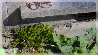 wit vetkruid (Sedum album)
