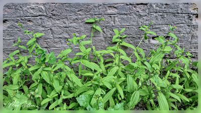 Kleinbloemige amsinckia - Amsinckia micrantha