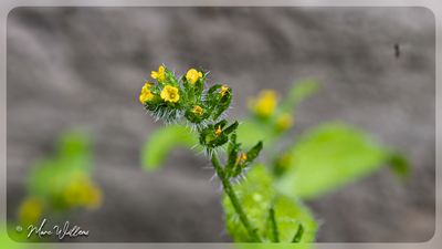 Kleinbloemige amsinckia - Amsinckia micrantha