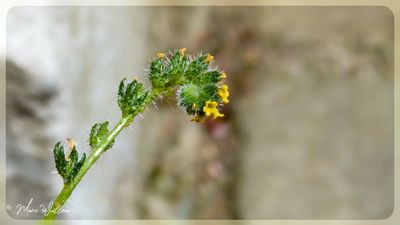 Kleinbloemige amsinckia