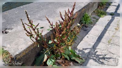 Ridderzuring (Rumex obtusifolius)