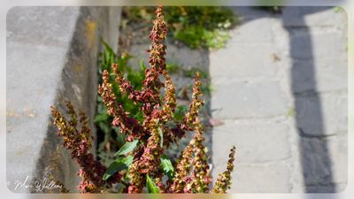 Ridderzuring (Rumex obtusifolius)
