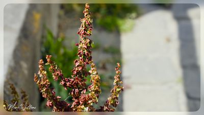 Ridderzuring (Rumex obtusifolius)